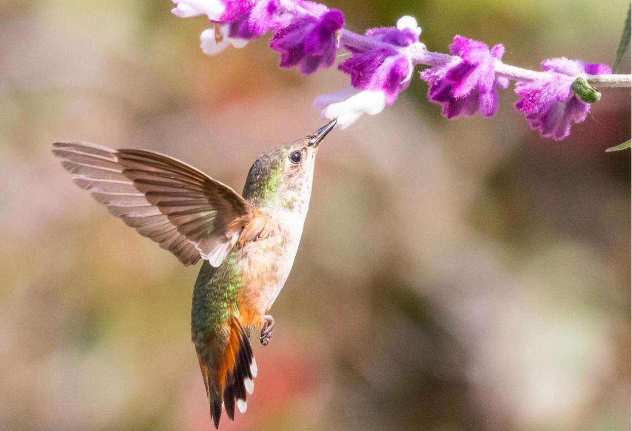Hummingbird Retreat - Luxury Oceanview Apt, 7-Minute Walk To Beach Ocho Rios Eksteriør bilde