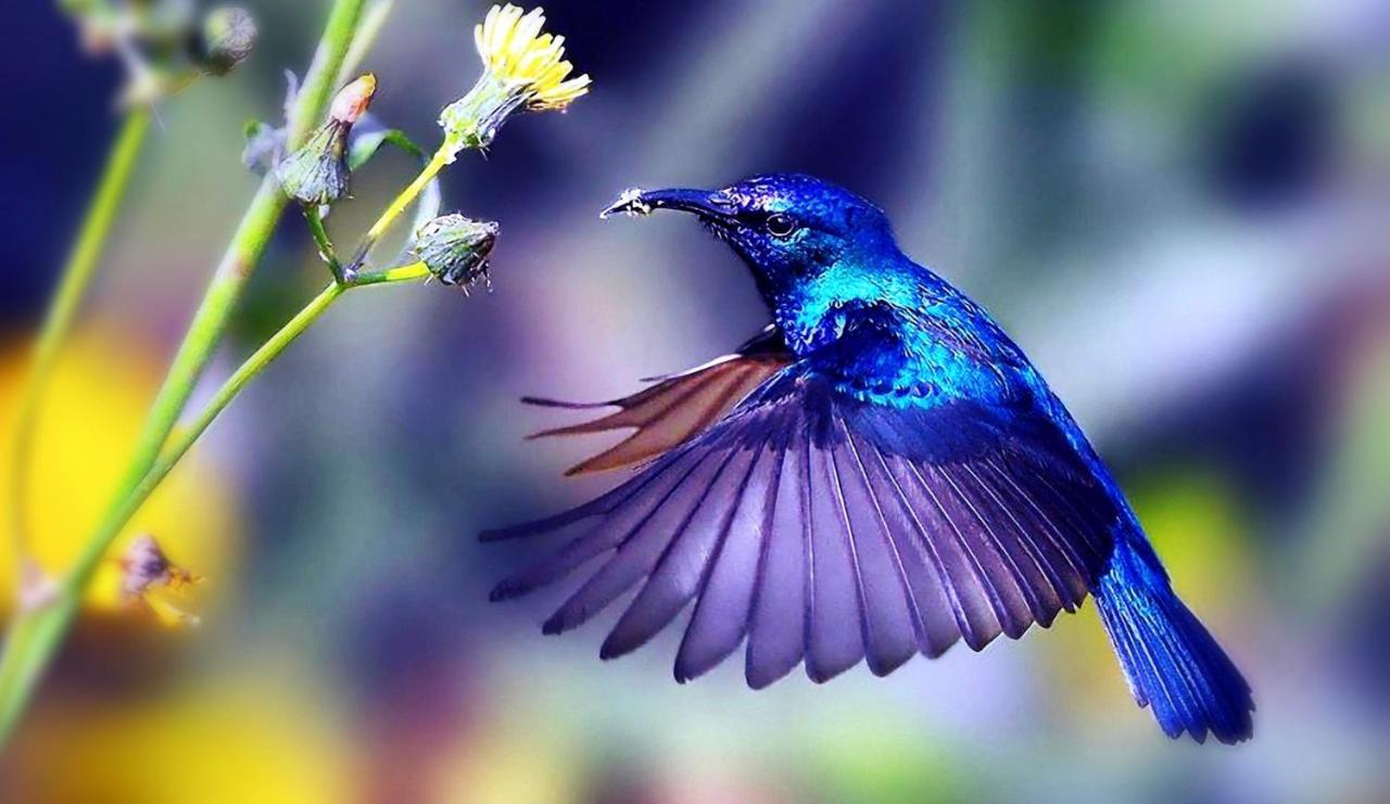 Hummingbird Retreat - Luxury Oceanview Apt, 7-Minute Walk To Beach Ocho Rios Eksteriør bilde